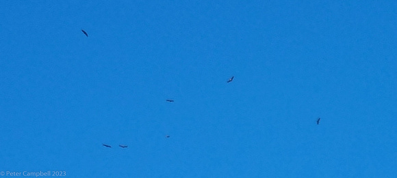 Day 13 - Vultures (near Cruz de San Juan)