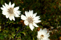 Snow everlasting - Helichrysum milligania