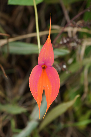 Wakanqui Orchid