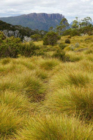 Mt Oakleigh (1286m) - the weather stopped us form getting to the top of this - through the Buttongrass
