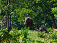 At Mudumalai Tiger Reserve