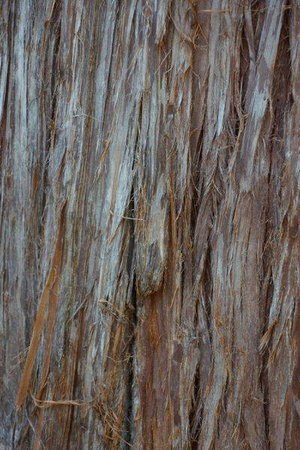 Stringy bark