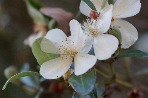 Leatherwood blossom (Eucryphia lucinda)