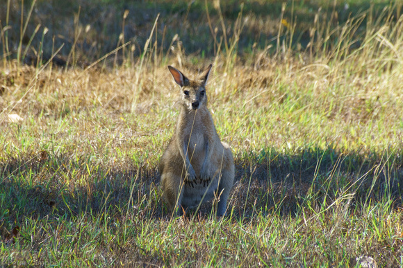 Agile wallaby (Macropus agilis)