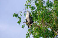 Kakadu Sept 2022