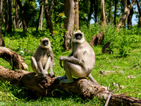 At Mudumalai Tiger Reserve
