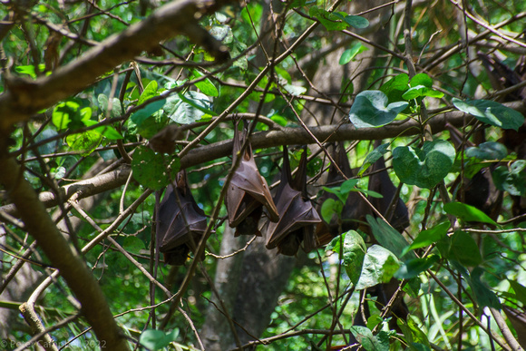 Black fruit bat/flying fox (Pteropus alecto)