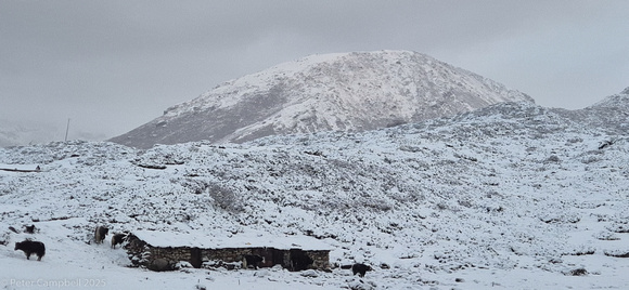 Yaks at old Tibetan herder camp