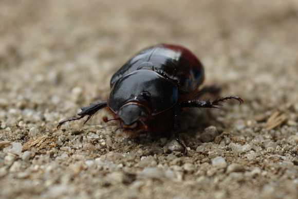 Sacred scarab?
