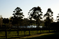 Dusk over the vines
