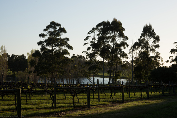 Dusk over the vines